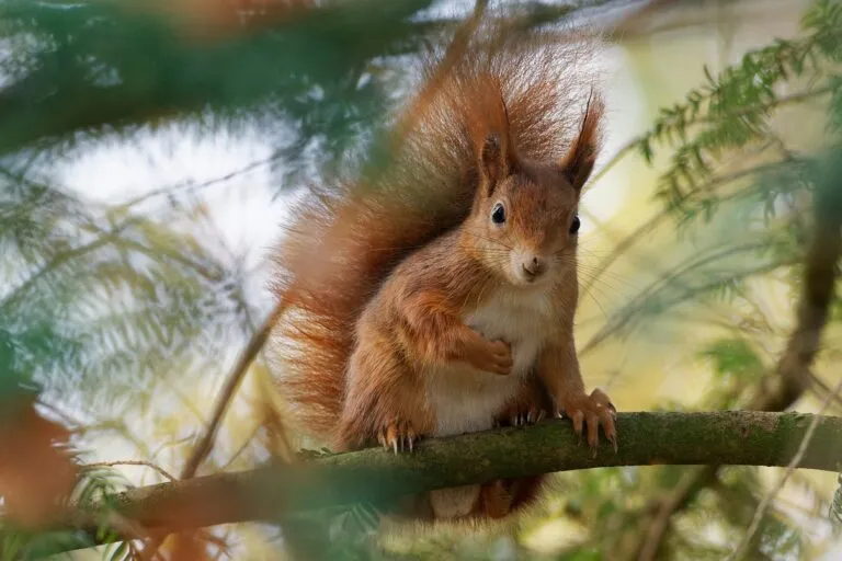 Squirrel on tree branch looking at camera