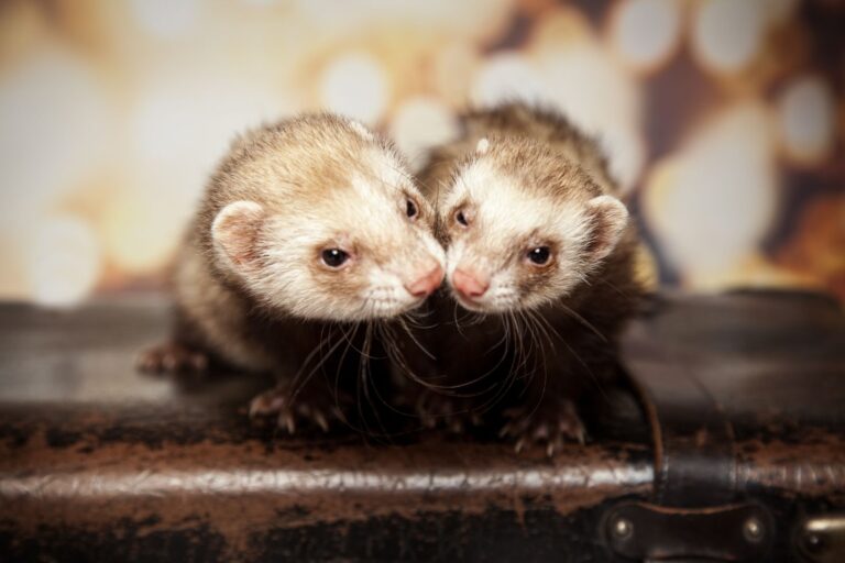 Ferrets need the company of their own kind.