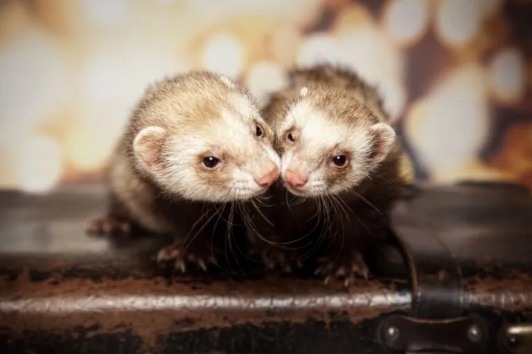 Ferrets need the company of their own kind.