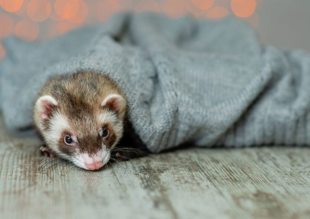 Little ferret puppy sleeps on the floor wrapped in a warm jacket