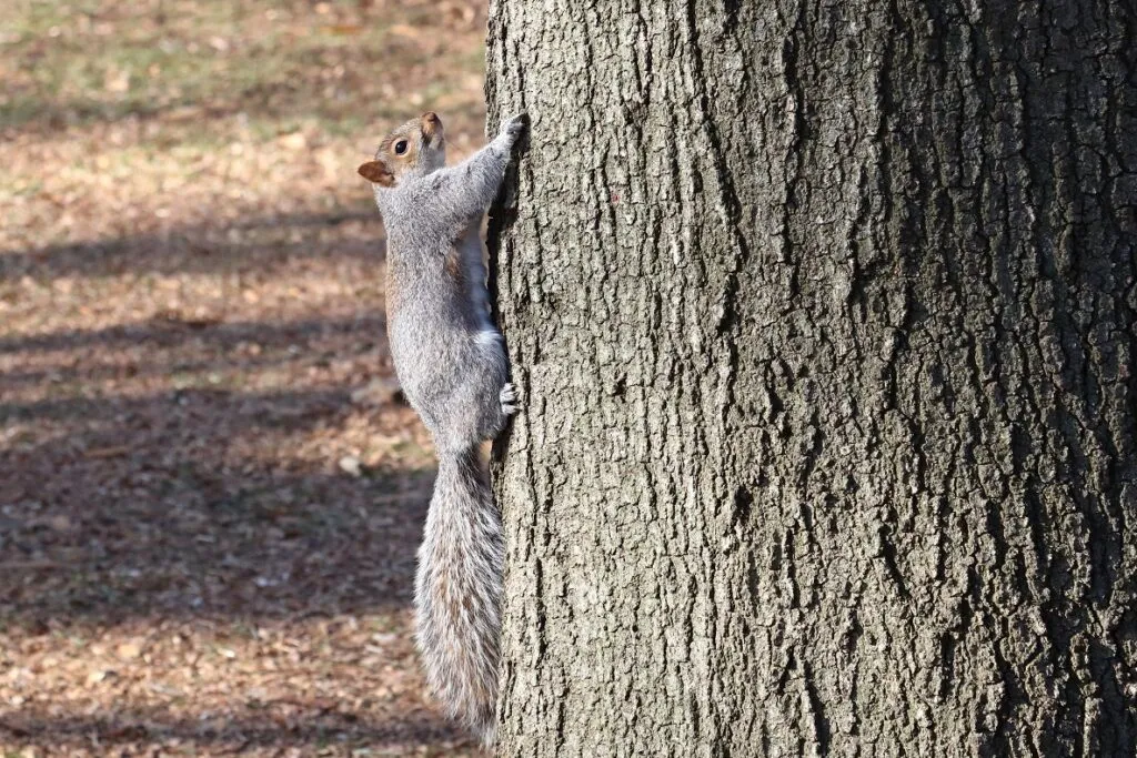 Eastern gray squirrel climbing a tree in a park