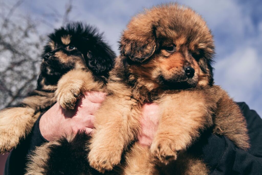 Puppies of the Tibetan mastiff are in the basket