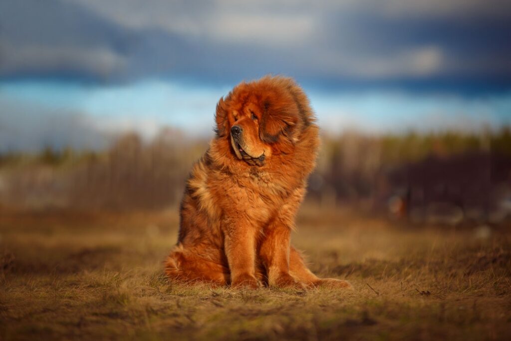 Beautiful dog breed Tibetan mastiff on a nature background