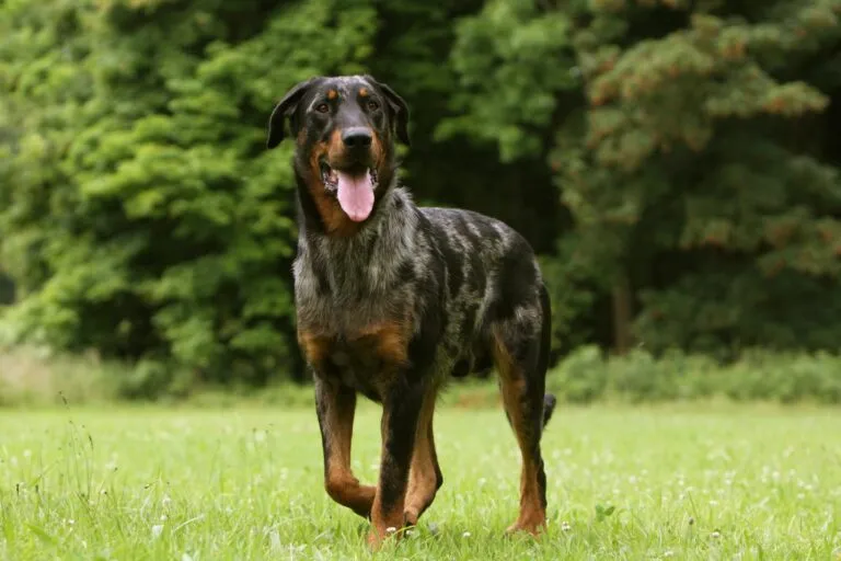 Beaucerons love its family and especially its "pack leader" more than anything