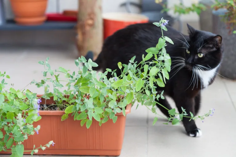 Black and white cat around Catnip plant