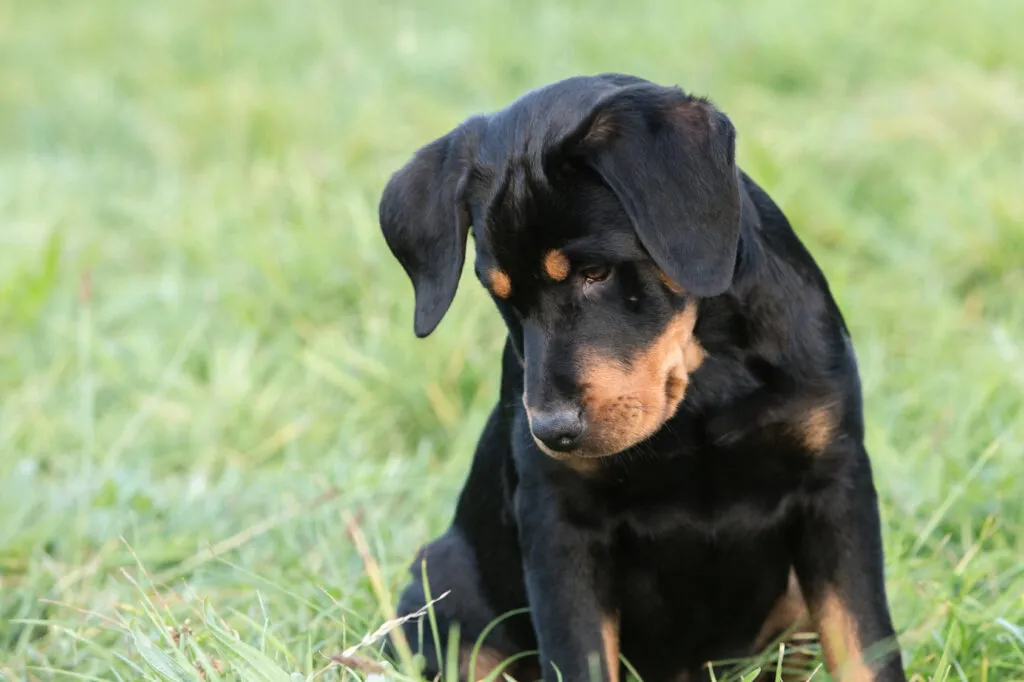 Beauceron has a short and dense coat