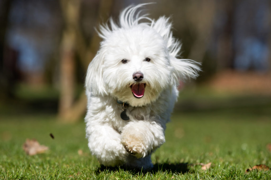 Coton de Tuléar enjoying a sunny day while runs in the grass playing with it owner