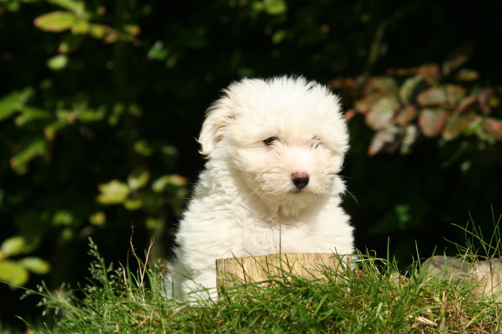 Coton de Tuléar puppy enjoying a sunny day in the grass