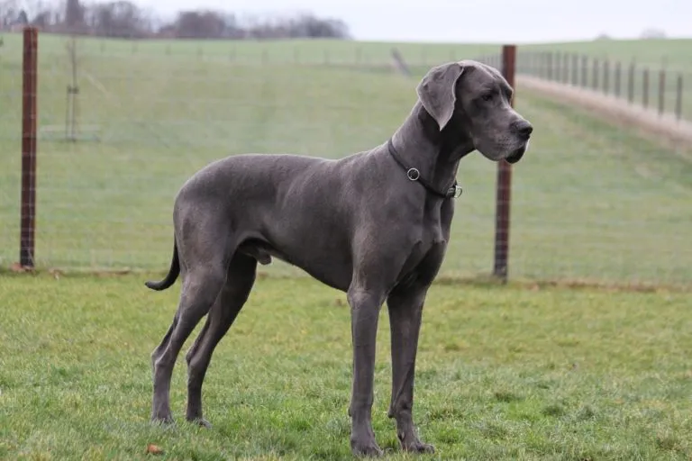 A blue and silver Great Dane, with its grand and imposing presence, standing on the grass