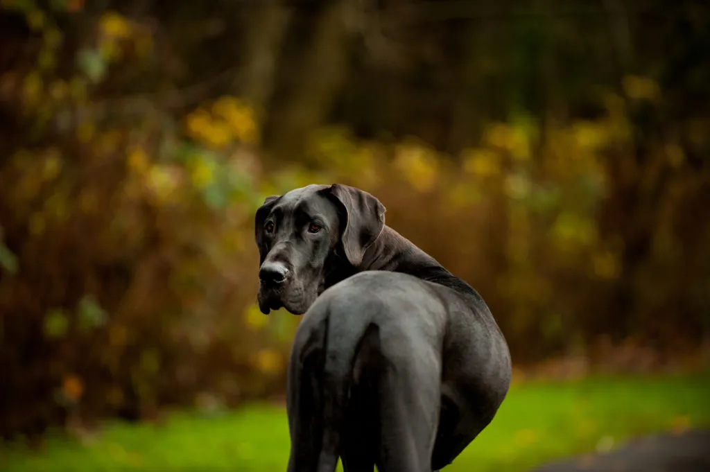 Great Dane looking back to the camera while walking