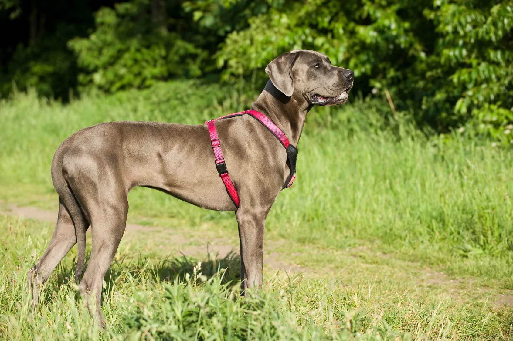 A Great Dane enjoying a sunny day in the grass