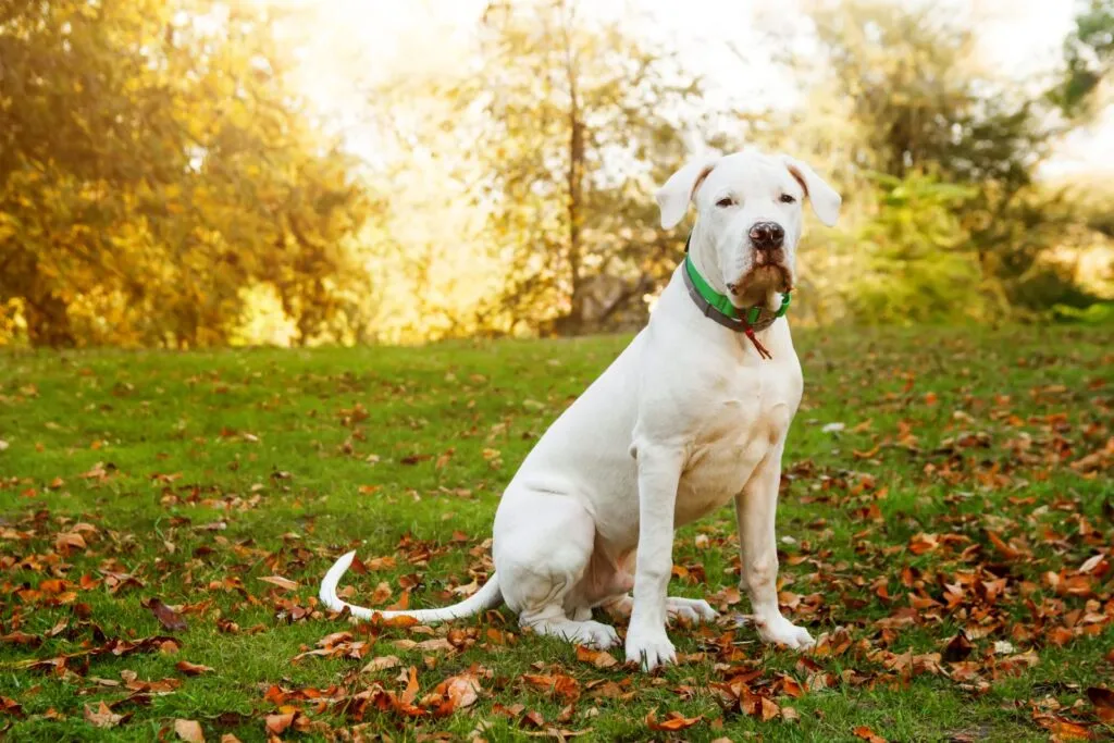 Dogo argentino sitting on grass in autumn park near red leaves. Canine background.
