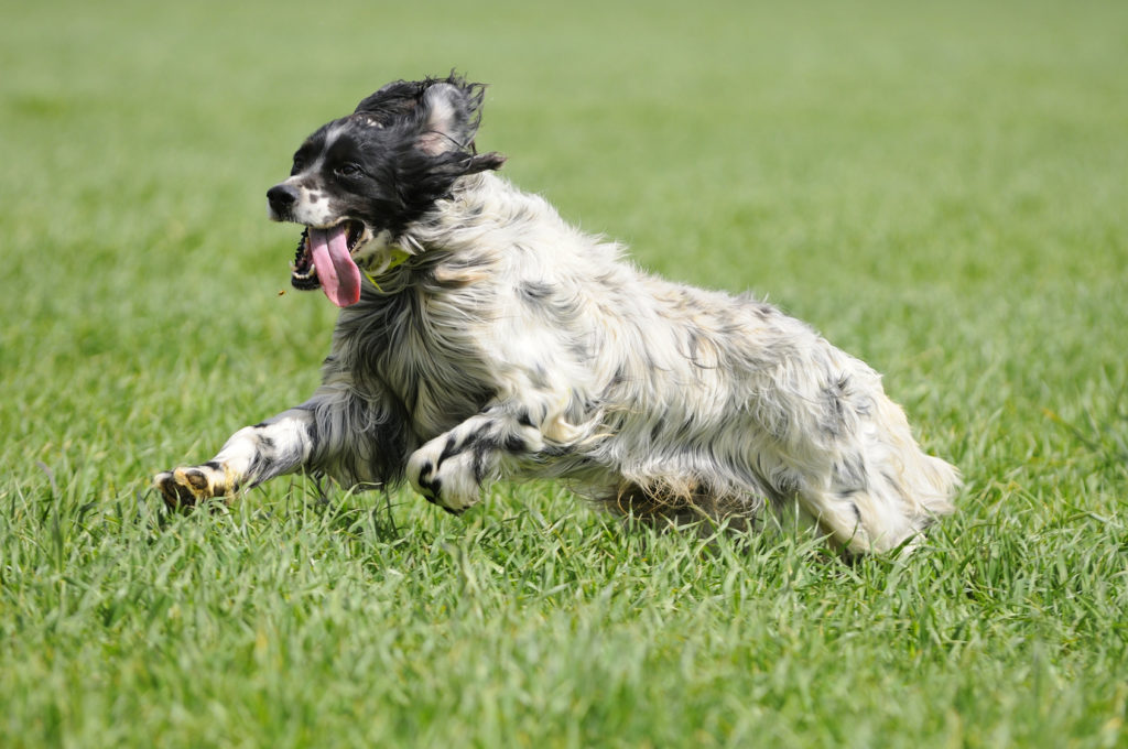 An English Setter running in a grassy field on a sunny day, enjoying sports with its owner