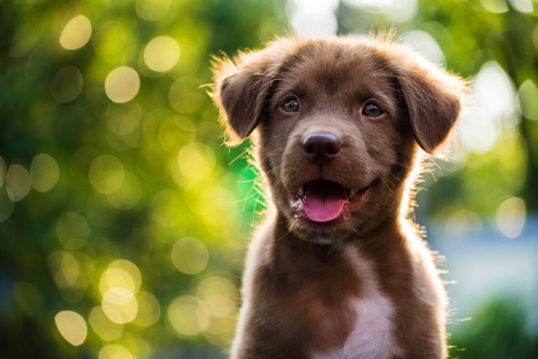 A small brown puppy playing in the park on a sunny day, looking at the camera