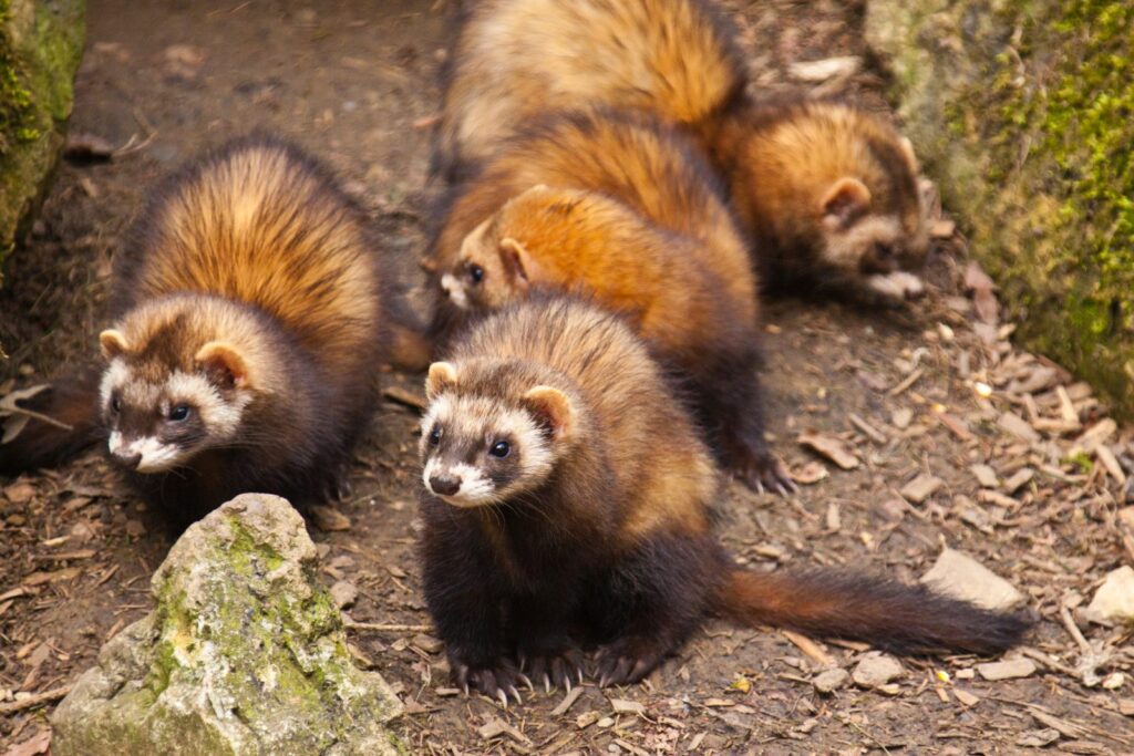 Healthy ferrets have an even, glossy fur.