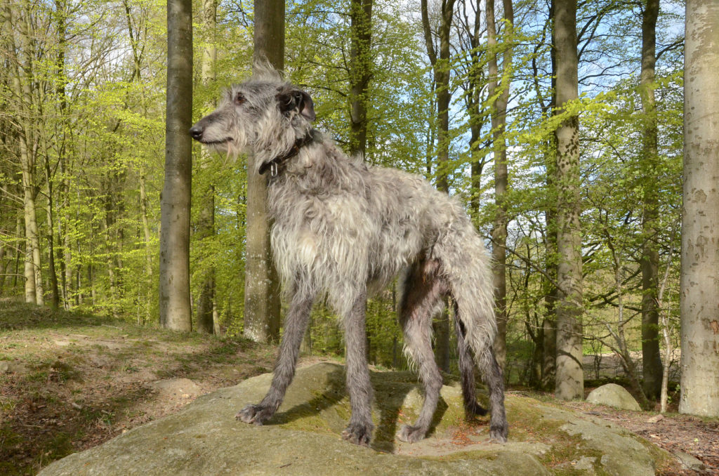 Deerhounds love being with their family and have a strong desire to please