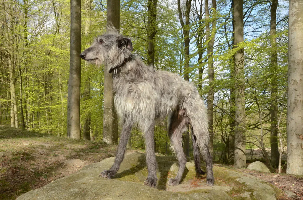 Deerhounds love being with their family and have a strong desire to please