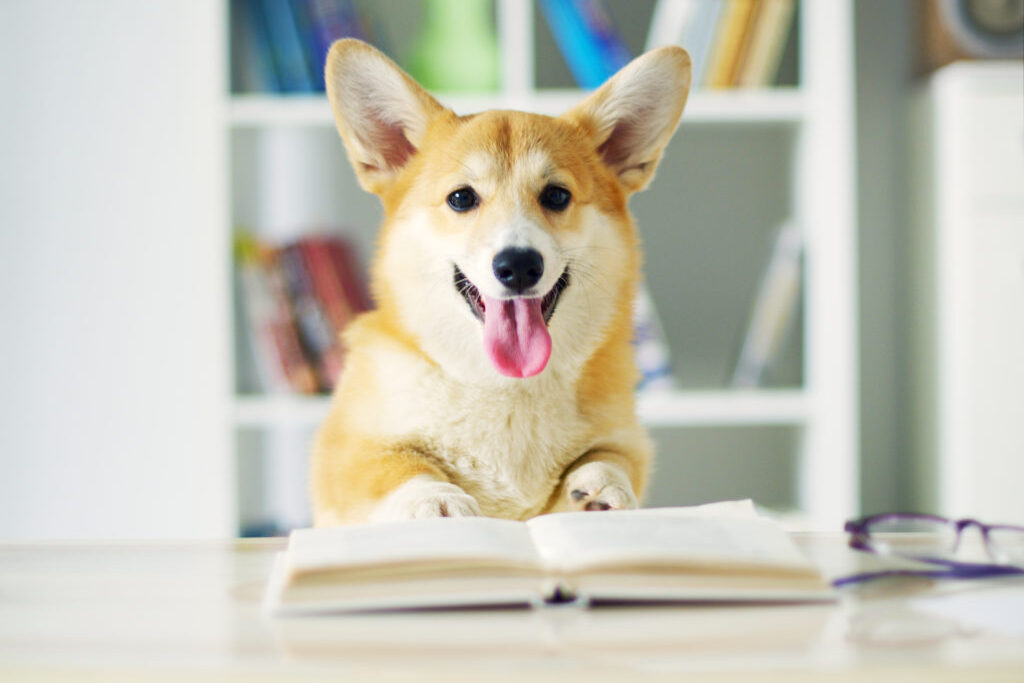 With ears like radar and a tail that never stops wagging, Corgis are a hit wherever they go