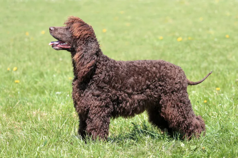 The Irish Water Spaniel with its brown coat that protects it from winter