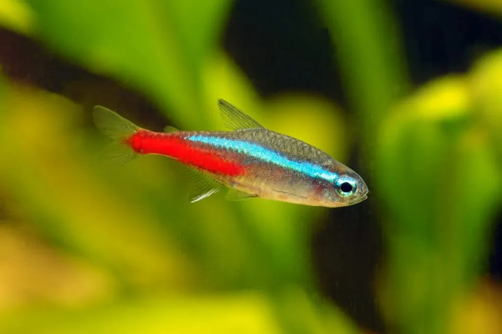 The neon tetra is one of the smaller ornamental fish