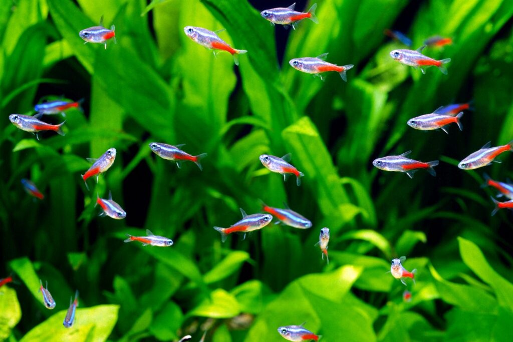The neon tetra's colours become brighter and more vibrant as more light shines on them