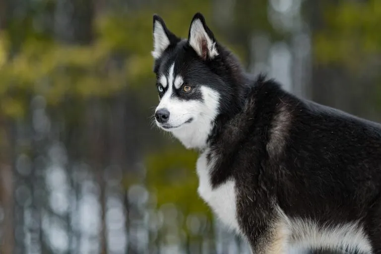 Posmky Dog with heterochromia in the wild