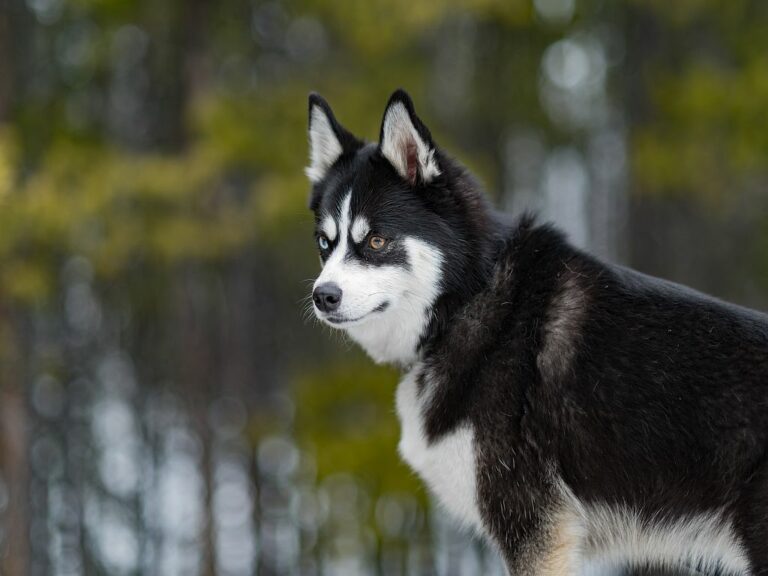 Posmky Dog with heterochromia in the wild