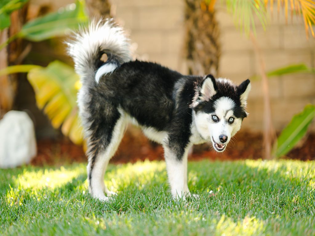 Pomsky puppy on the grass