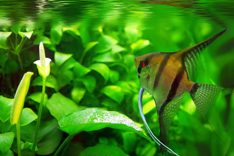 An angelfish swimming in an aquarium filled with vegetation