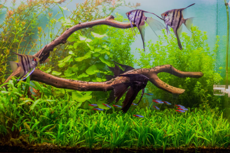 Three angelfish in a aquarium full of vegetation, similar to their natural habitat