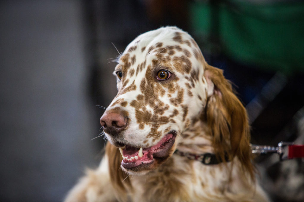 A Spotted white and brown English Setter posing for the camera