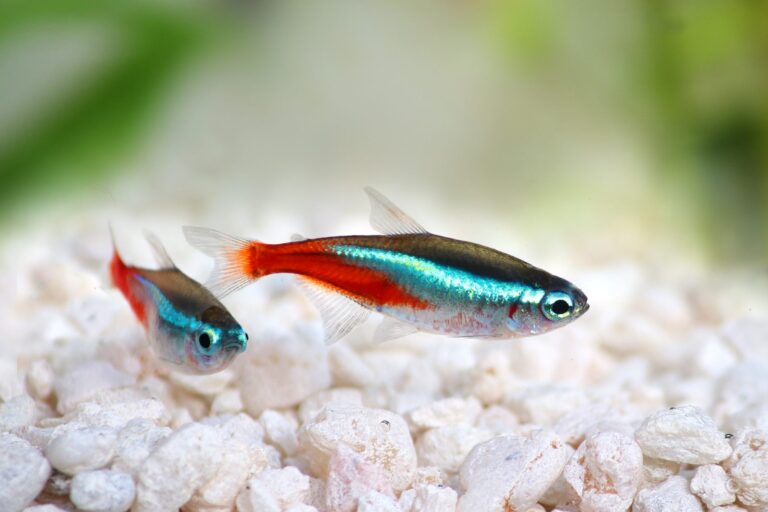 The iris of the neon tetra glows green-blue and its back is olive green