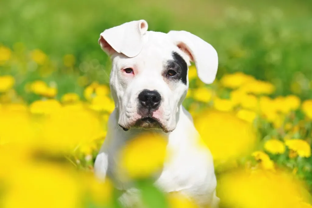 The portrait of a young Dogo Argentino dog with natural ears in
