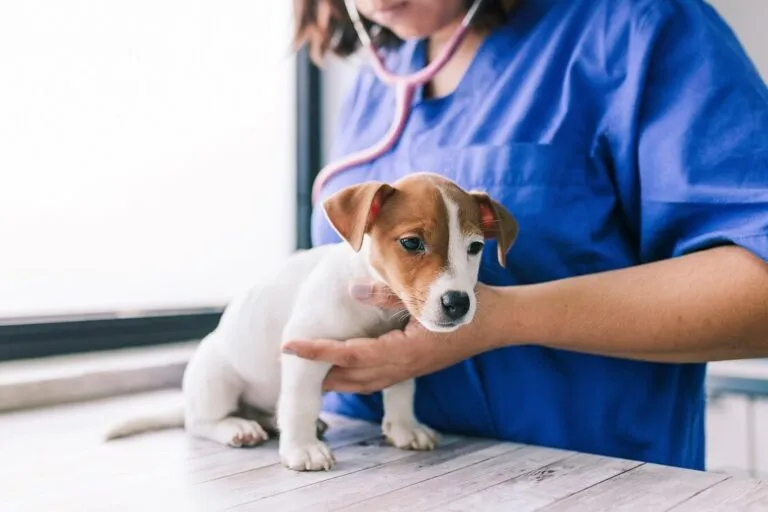 Roundworms in puppy dogs