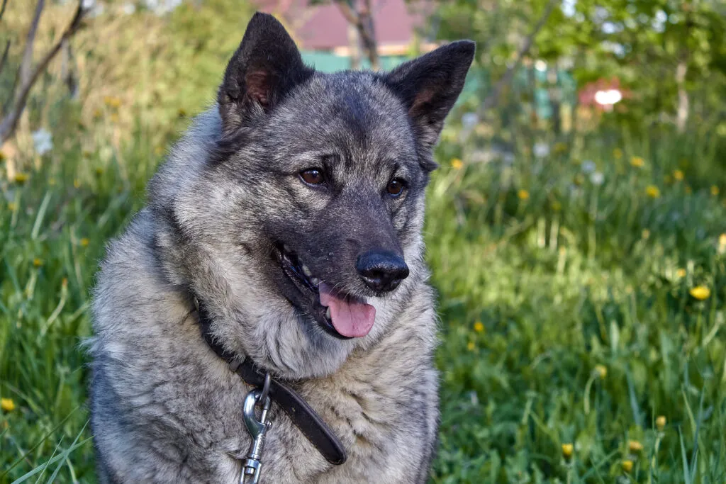 The Grey Norwegian Elkhound prefers nature over noise