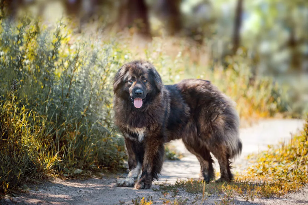 Caucasian Shepherds belong exclusively in the hands of experienced dog owners