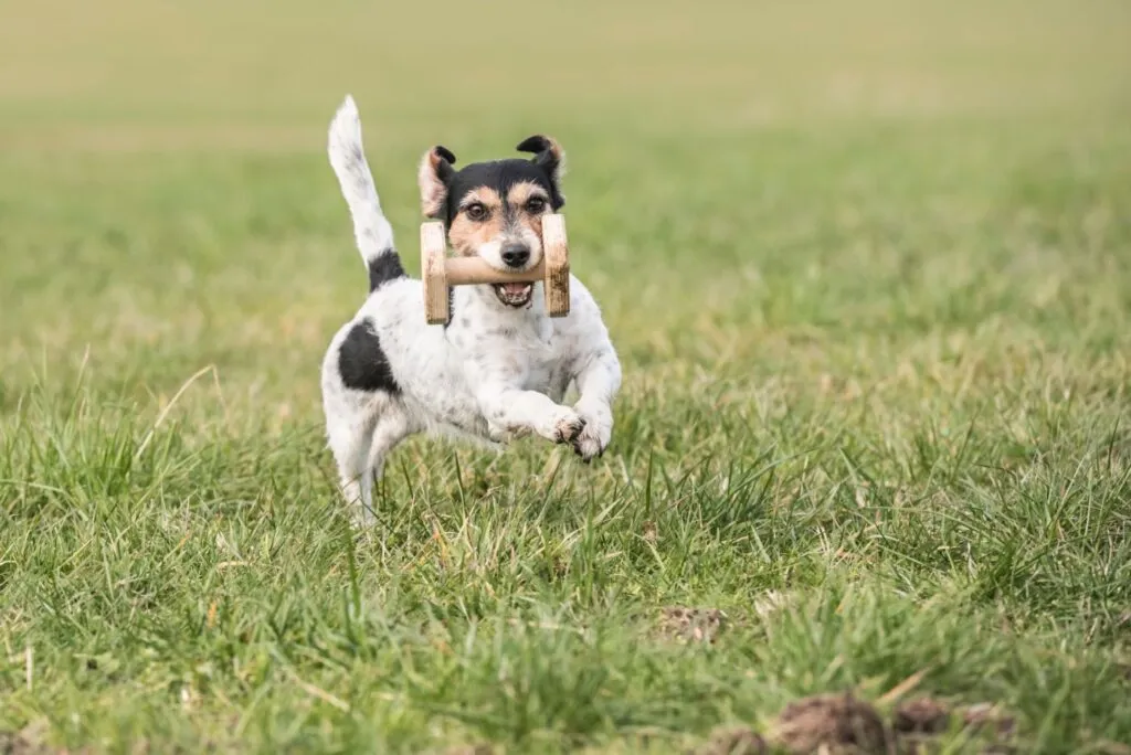 Jack Russell retrieves a retrieving stick with motivation