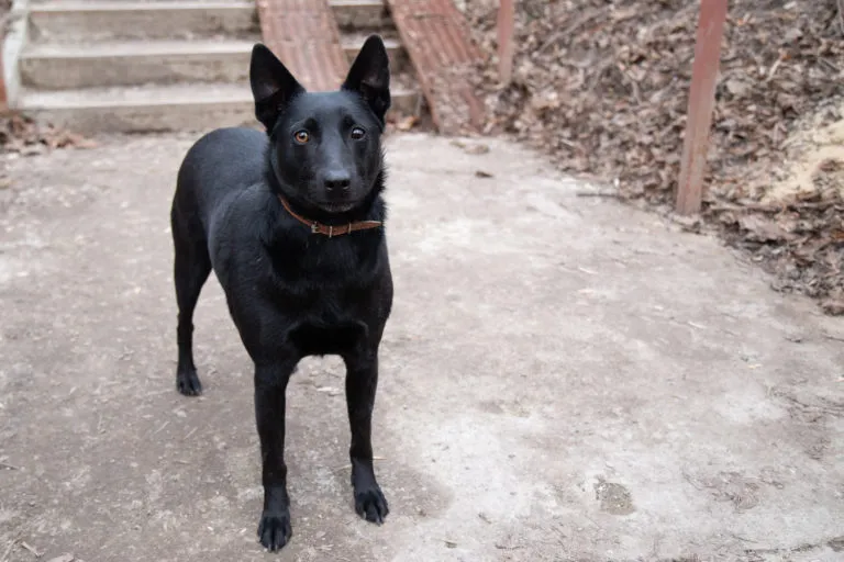 The origins of the Black Norwegian Elkhound date back a long time