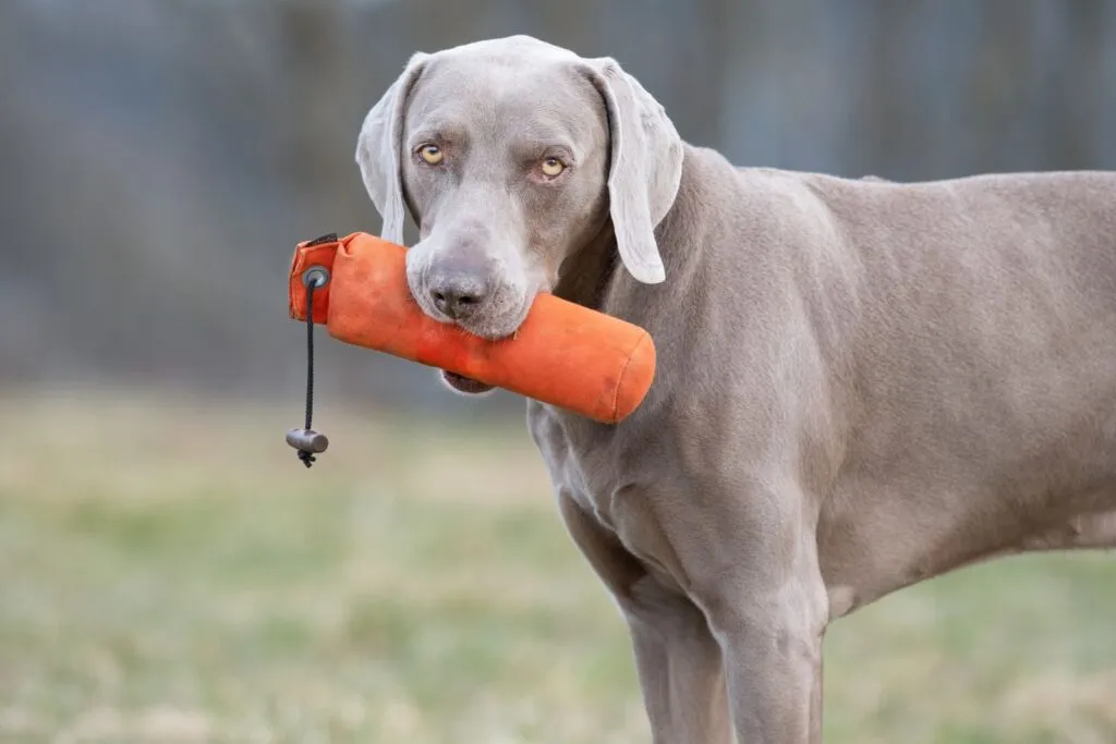 Weimaraner hunting dog retrieves dummy