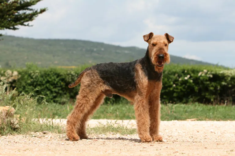 The Airedale has a robust, muscular and compact physique