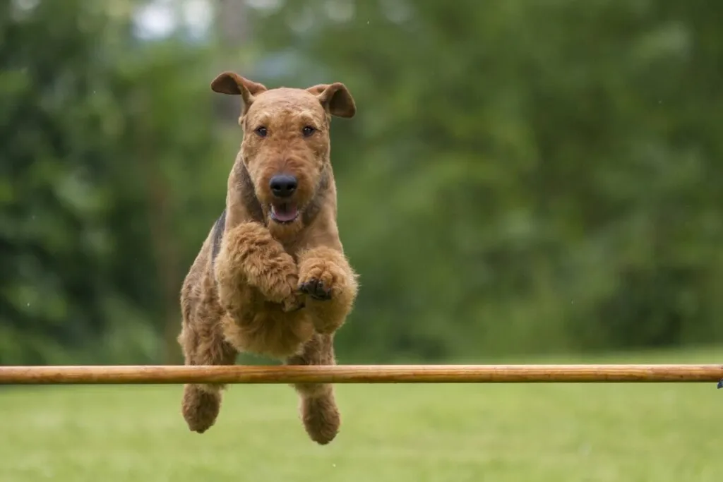 The Airedale Terrier has a strong personality and knows what it wants.