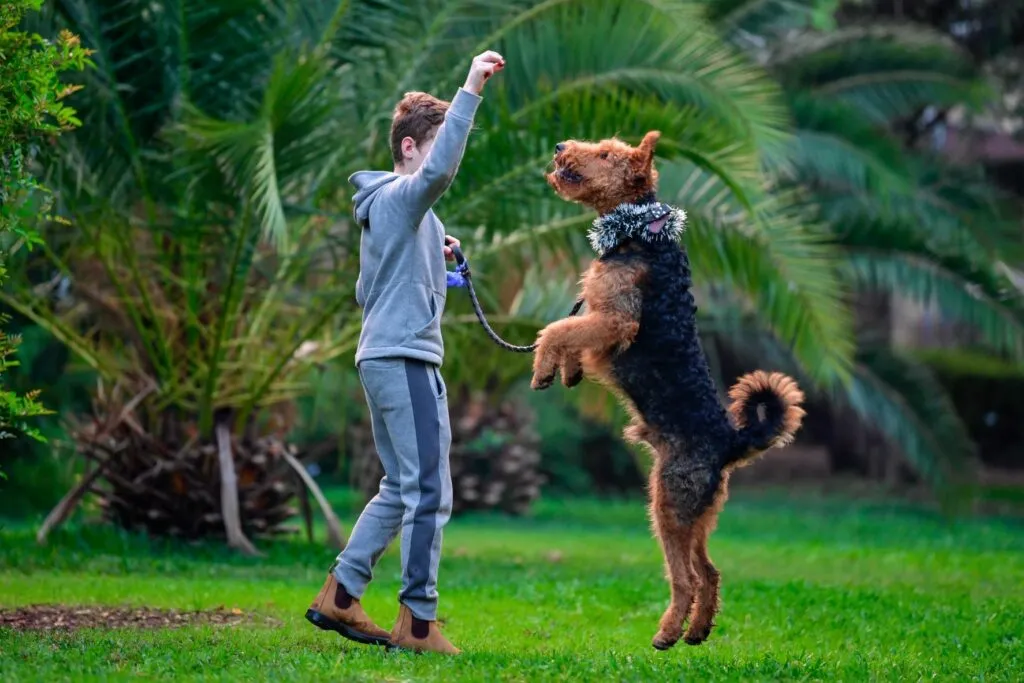 The Airedale Terrier makes an excellent family dog