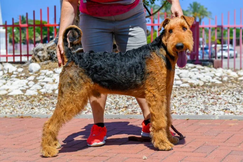 The elongated head of the Airedales ends in a lush beard