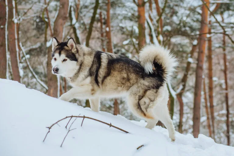 The Malamute is very independent and enormously willing to work