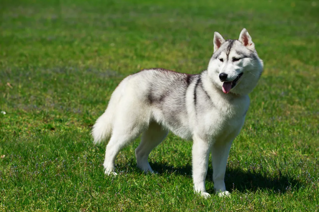 The Alaskan Malamute has a very special dog personality