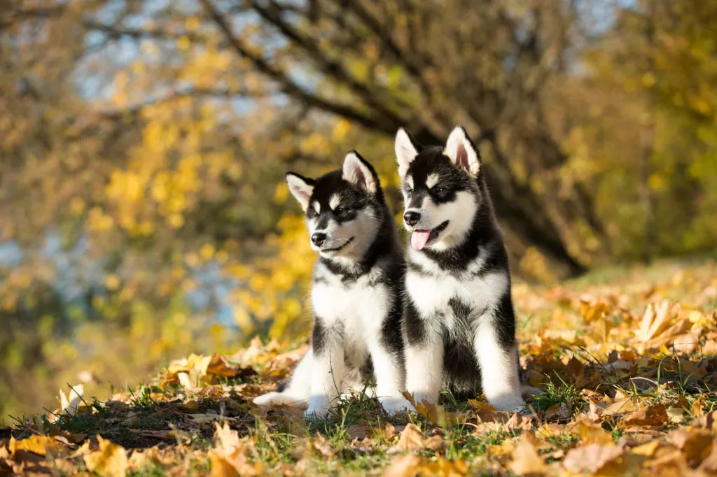 The Alaskan Malamute needs clear and reliable rules right from the start