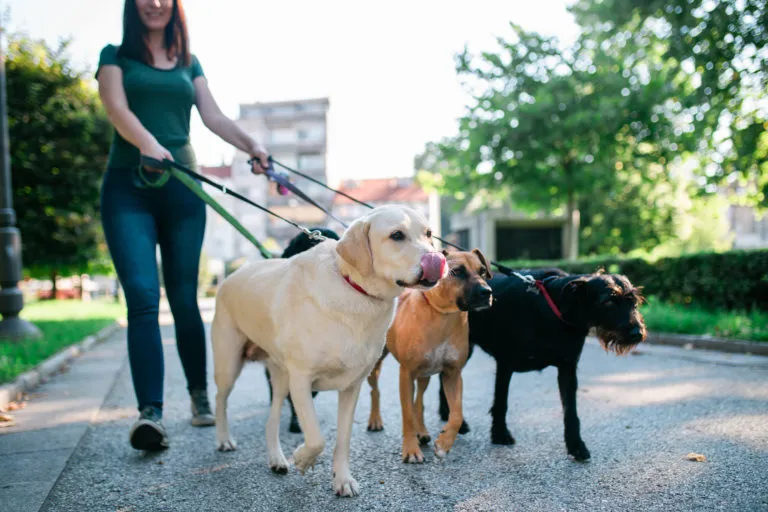 The costs for a course, further education or training to become a dog walker can vary greatly depending on the country and region