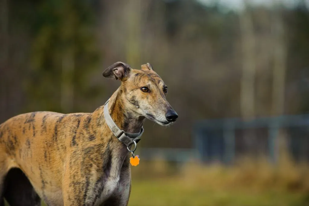Their calm and gentle nature makes the Greyhound a fantastic companion