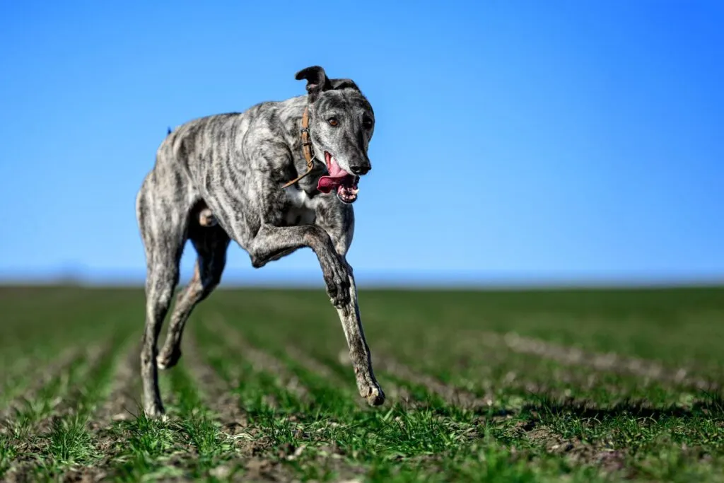 Running is the passion of the Greyhound.
