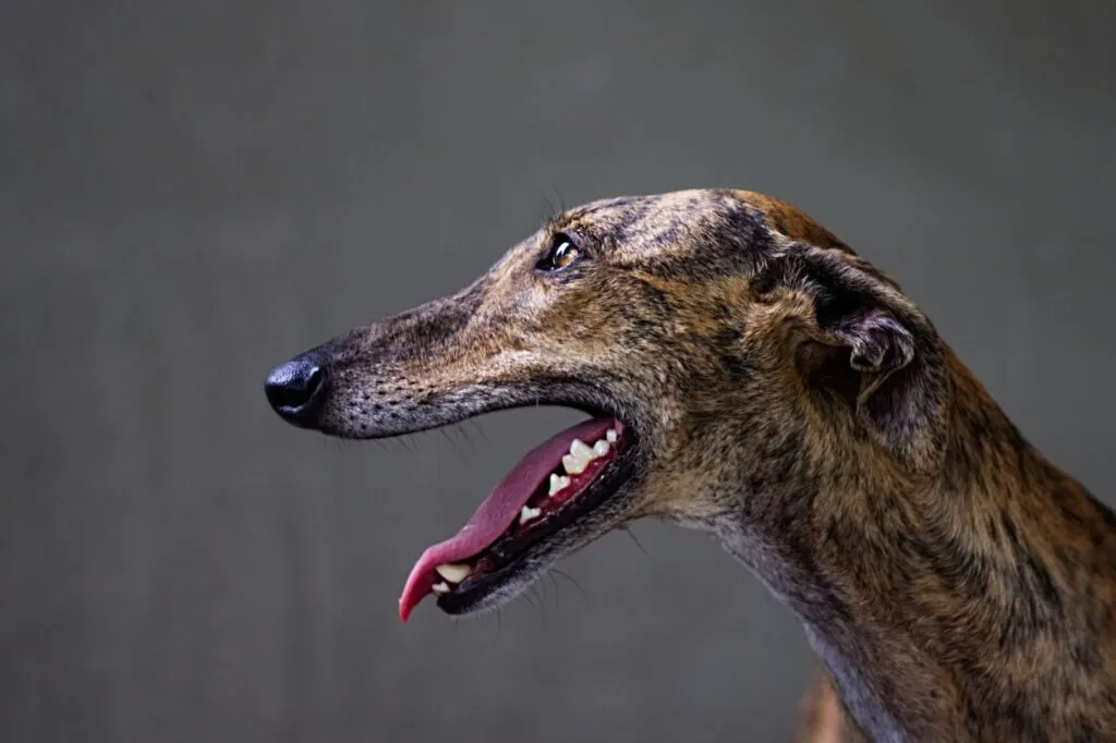 Greyhounds have a long, narrow head